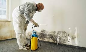 Best Emergency Mold Remediation  in Hampton, AR