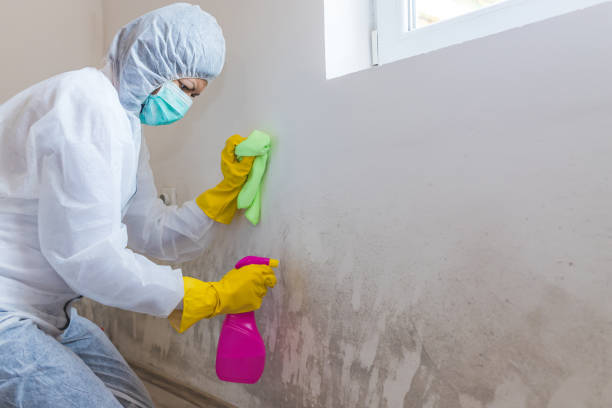 Best Environmental Consulting for Mold Prevention  in Hampton, AR