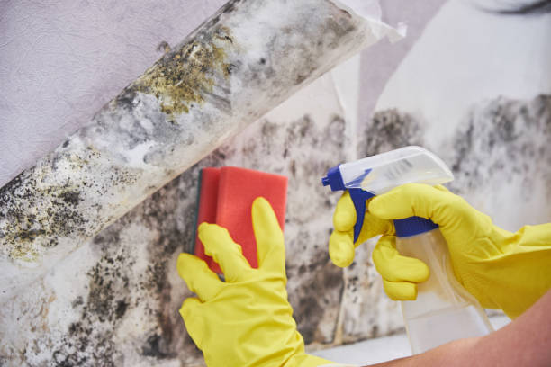 Why You Should Choose Our Mold Remediation Services in Hampton, AR