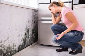 Best Mold Removal for HVAC Installations  in Hampton, AR